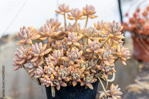 Graptopetalum mirinae (leatherpetal) succulent plant photo