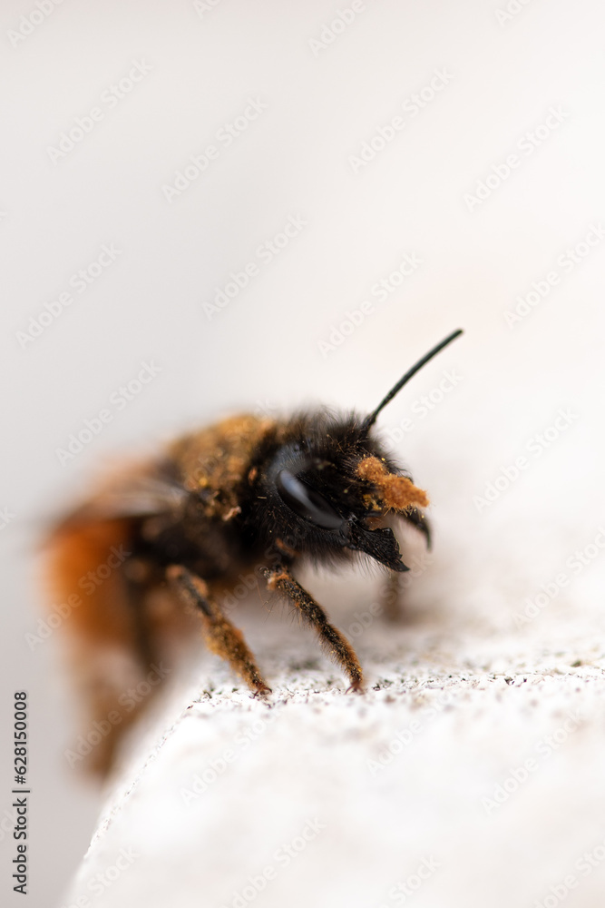 Esemplare di Osmia sp. Esemplare di Osmia sp.