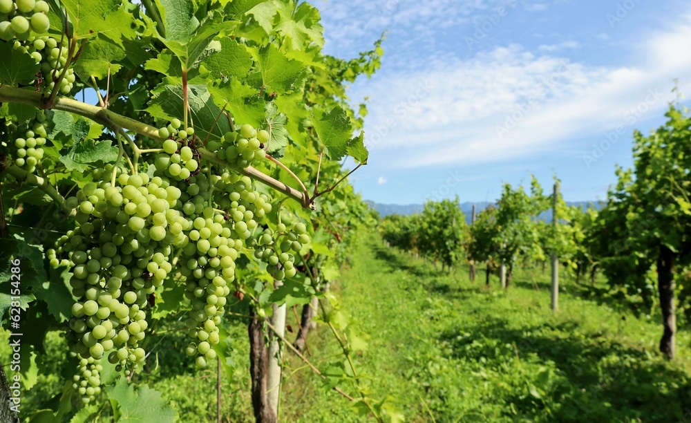 White grapes ripening on the hillside vineyards in mid-summer.
