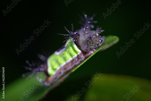 Wallpaper Mural Macro of a saddleback caterpillar on a leaf in the rainforest at night in Mindo, Ecuador.  Torontodigital.ca