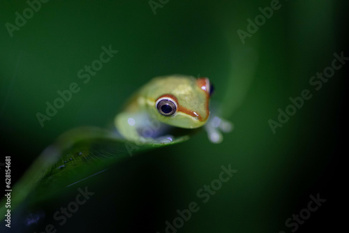 Frontal macro of small glass frog on a leaf in a pond at night, in Mindo, Ecuador. 