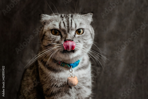 white poodle and gray calico cat close-up portrait photography in studio