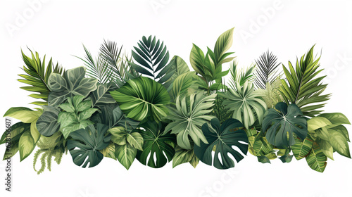 Tropic leaves foliage flora  jungle shrub  and floral setup  nature backdrop featuring Monstera and tropical palm plants. Isolated on a white background