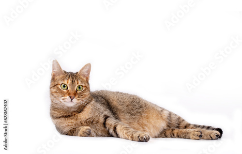 Pet animal; cute cat indoor. Cute tabby cat.