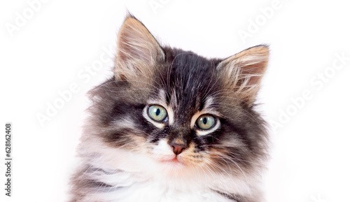 Pet animal  cute cat indoor. Longhaired Norwegian Forest cat kitten © Esin Deniz
