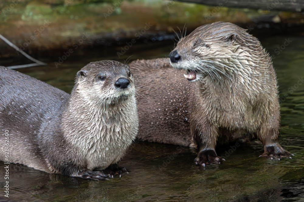 The pair of the North American river otter (Lontra canadensis) The pair of the North American river otter (Lontra canadensis)