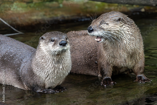 The pair of the North American river otter (Lontra canadensis) photo