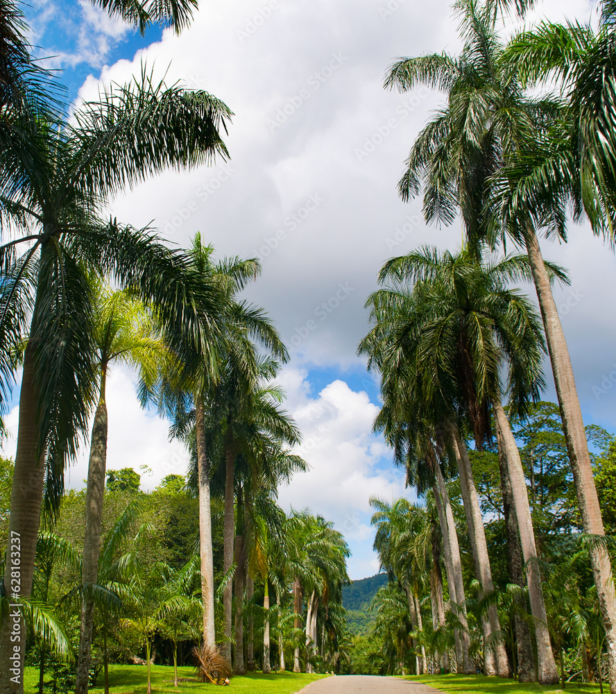 Obraz premium Palm tree alley in Royal Botanic King Gardens. Sri Lanka.