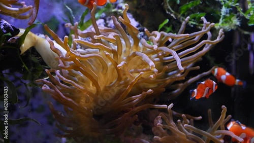 bubble tip anemone move poison tentacles and protect vulnerable fish young ocellaris clownfish colony, water flow, reef marine aquarium hobby for experienced aquarist, pet shop, actinic LED low light