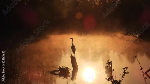 Graureiher (Ardea cinerea)  bei Sonnenaufgang im NSG Thürer Wiesen photo