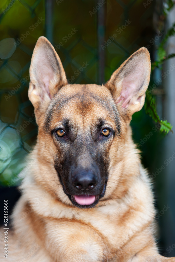 Close-up of a young purebred black and tan German Shepherd. Outdoor portrait of a GSD with nine month old looking at camera