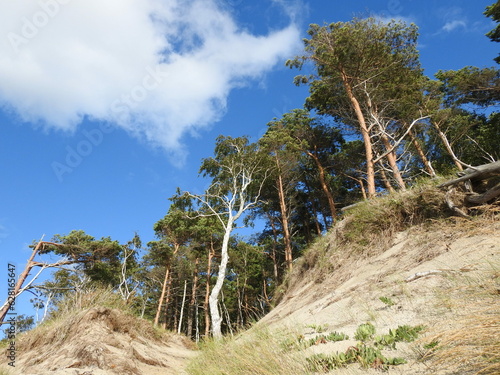Billede på lærred trees on the beach of the curonian spit in russia