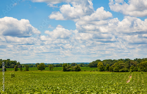 large crop in field with trees and a blue sky with puffy clouds