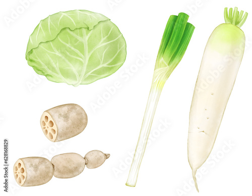 Cabbage, green onion, lotus root and radish drawn with digital watercolor