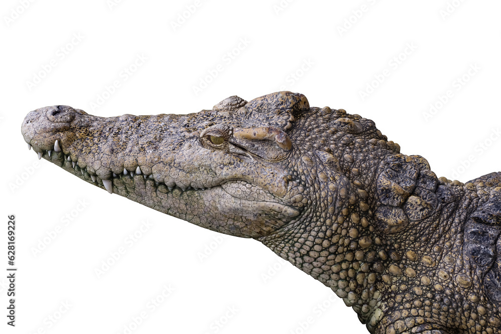 Fototapeta premium Close up head salt crocodile on white background have path