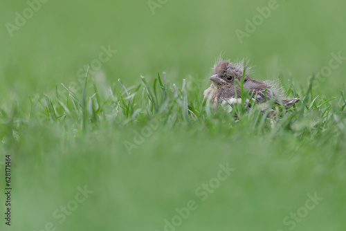 New born  chick of  common chaffinch among the grass  Fringilla coelebs 