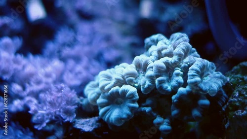 big trumpet coral colony enjoy powerful circular current, nano reef marine aquarium, demanding species organism frags grow in live rock ecosystem, actinic blue LED light, glass refraction macro bokeh photo