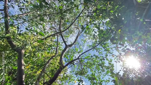 Movement of the tree swaying in the wind.