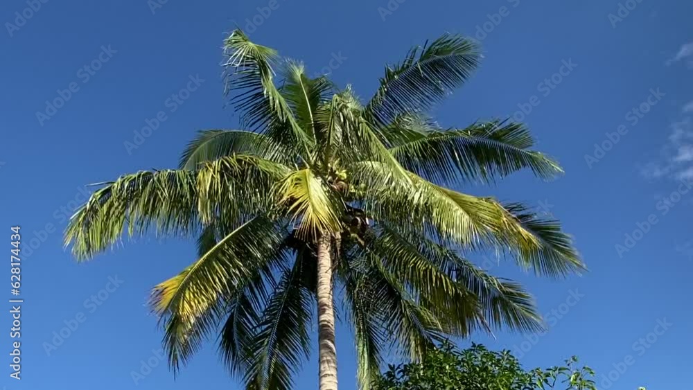 Coconut tree swaying in the wind and beautiful blue sky in the background. Concept about relaxation, tropical climate. Coconut tree swaying in the wind and beautiful blue sky in the background. Concept about relaxation, tropical climate.
