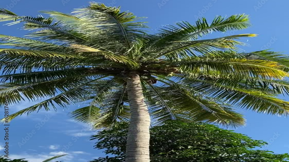 Coconut tree swaying in the wind and beautiful blue sky in the background. Concept about relaxation, tropical climate. Coconut tree swaying in the wind and beautiful blue sky in the background. Concept about relaxation, tropical climate.