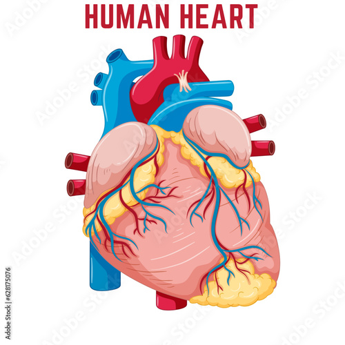 Human Heart