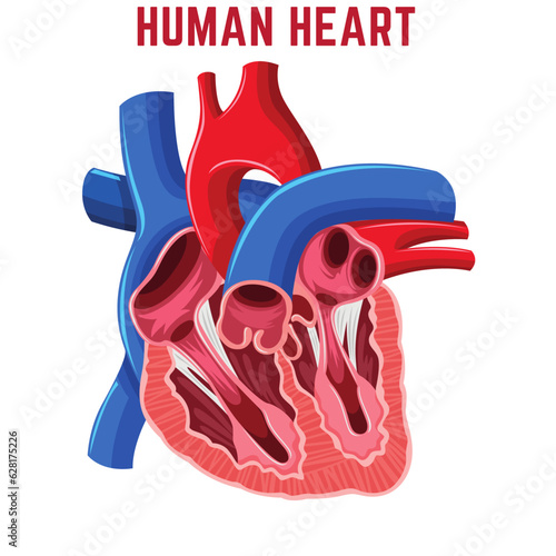 Human Heart