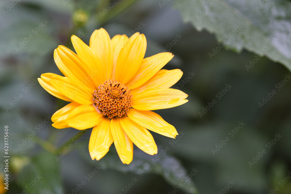 yellow chamomile flowers in the garden. yellow daisy on a beautiful blurred green background, close-up. yellow flowers on the flowerbed. floral background. bright chamomile isolated yellow chamomile flowers in the garden. yellow daisy on a beautiful blurred green background, close-up. yellow flowers on the flowerbed. floral background. bright chamomile isolated