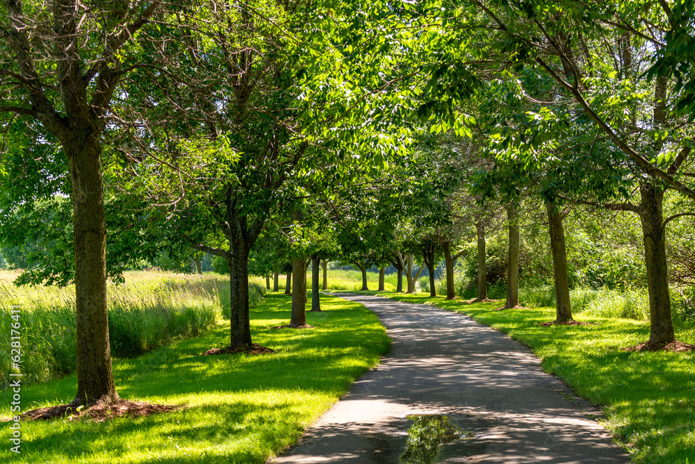 A Tree-lined Path Along the Local Park Trail In Summer A Tree-lined Path Along the Local Park Trail In Summer