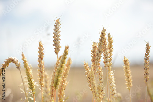 spikelets of golden wheat in the field. Ripe big golden ears of wheat on a yellow background of the field. nature. The idea of a rich summer harvest  agriculture  agro-industrial complex for food.