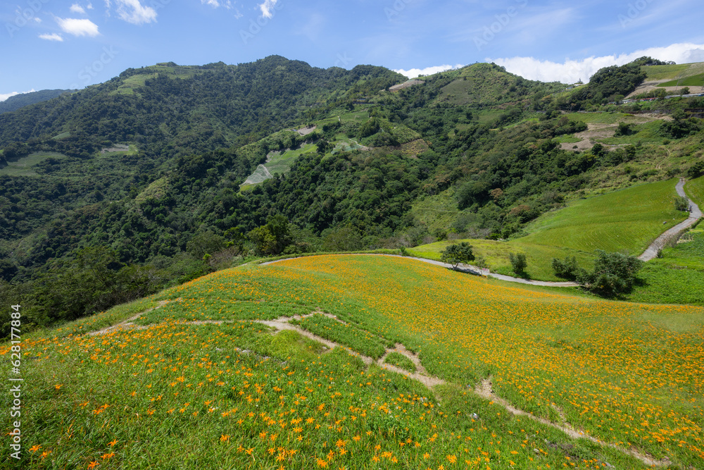 Obraz premium Orange daylily flower field in Taimali Kinchen Mountain in Taitung of Taiwan