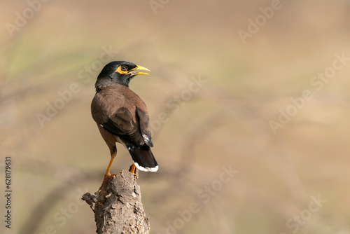 Common myna or Indian myna     (Acridotheres tristis) on a branch. Bandhavgarh National Park in India.                                                                      