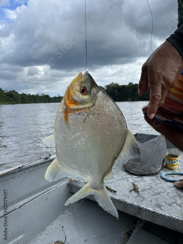Typical Pacu in Amazon