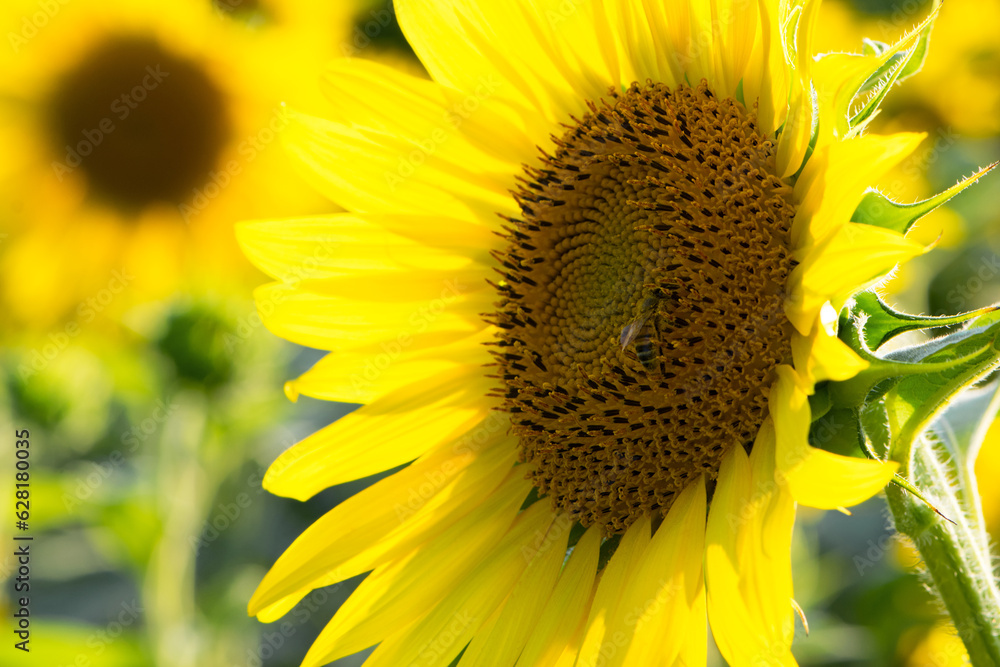big bright yellow sunflower in the field. Large flowers of a sunflower in the sunlight. Yellow flowers on a farm field. Agriculture concept, organic products, good harvest. Growing seeds for oil. big bright yellow sunflower in the field. Large flowers of a sunflower in the sunlight. Yellow flowers on a farm field. Agriculture concept, organic products, good harvest. Growing seeds for oil.