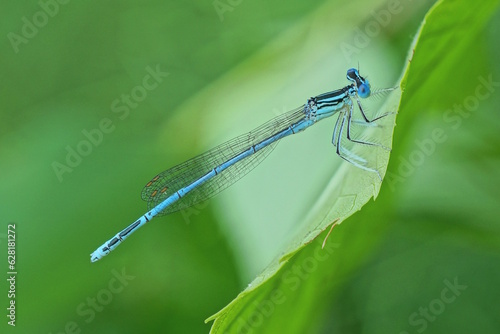 one small blue dragonfly sits on a large green leaf of a plant in summer nature