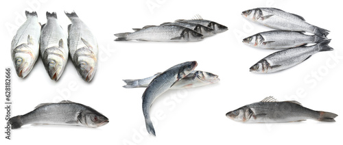 Set of raw sea bass fish on white background