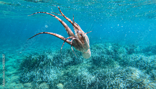 Alive octopus underwater swimming in the Aegean Sea. Oktopus vulgaris in the Mediterranean ocean beneath Posedonia algae