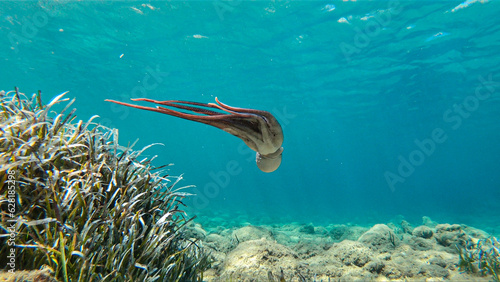 Alive octopus underwater swimming in the Aegean Sea. Oktopus vulgaris in the Mediterranean ocean beneath Posedonia algae