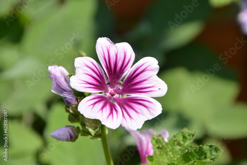 Malvenblüte
