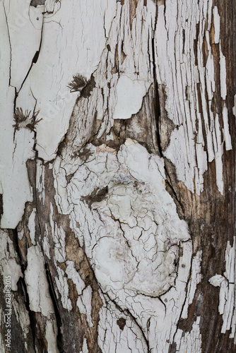 The texture of old painted wood. Cracked wall. Wooden wall with white paint is severely weathered and peeling.