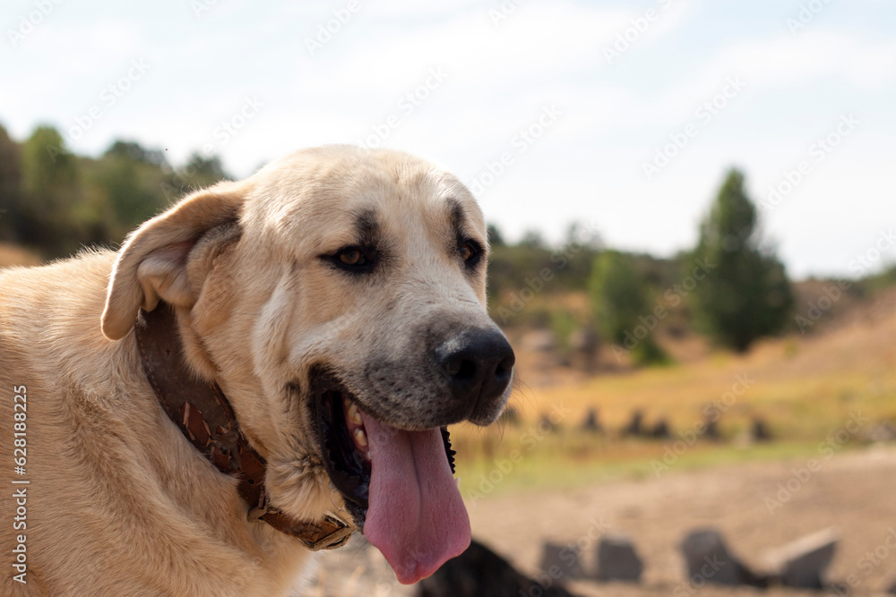 Shepherd dog, of the Leonese mastiff breed, photographed in its rural environment