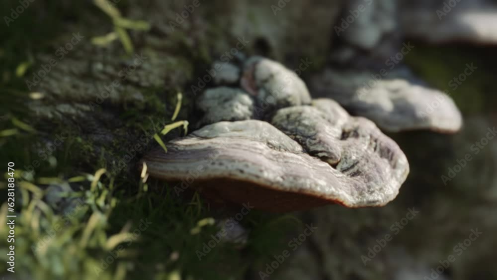 Tinder fungus on a moss covered tree trunk sunset timelapse. Forest mushrooms, nature video clip. Cinematic lighting. Macro close-up. Slow moving camera. Fantasy mood. Tinder fungus on a moss covered tree trunk sunset timelapse. Forest mushrooms, nature video clip. Cinematic lighting. Macro close-up. Slow moving camera. Fantasy mood.