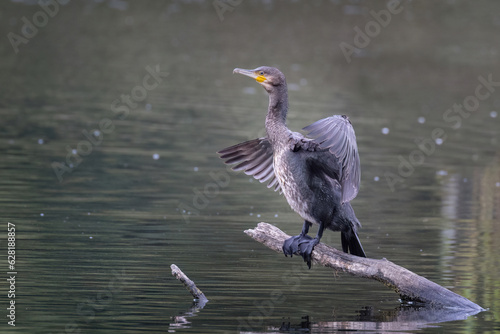 black cormorant [Aus.] [Phalacrocorax carbo] photo