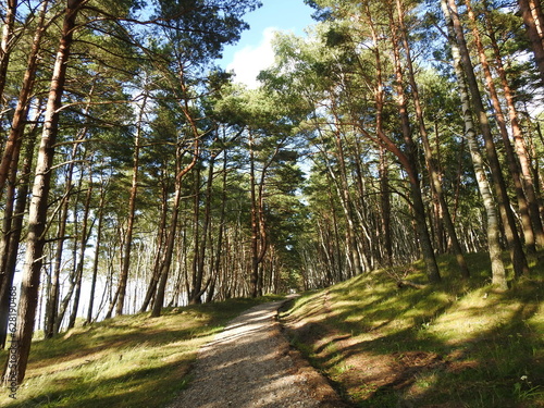 Fotografi footpath in the pine forest of the curonian spit in russia