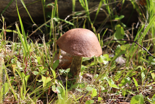 Common boletus mushroom Leccinum scabrum in the grass on a sunny summer day - horizontal photo, side and top view