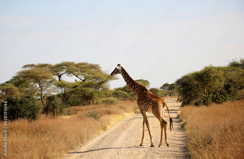 Maasai Giraffe (Giraffa tippelskirchi) crossing a road in Serengeti National Park, Tanzania, Africa
