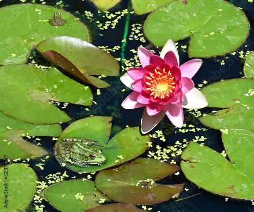 Green frog and nymphaea flower
