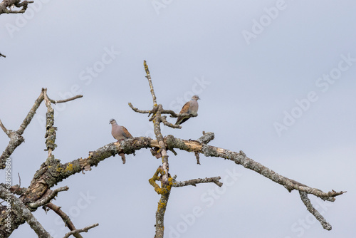 Turteltaube (Streptopelia turtur) © Lothar Lenz