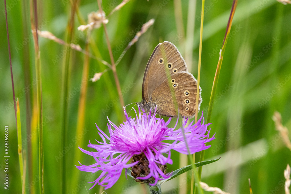 Obraz premium Brauner Waldvogel (Aphantopus hyperantus)