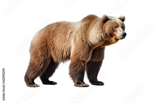 Bear isolated on transparent background , generative ai