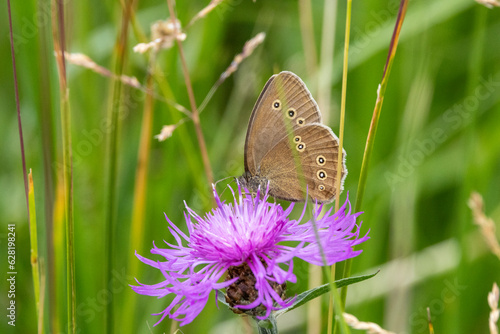 Brauner Waldvogel (Aphantopus hyperantus) photo